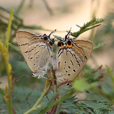 Jalmenus ictinus (Stencilled Hairstreak) at Dryandra St Woodland - 12 Jan 2023 by ConBoekel