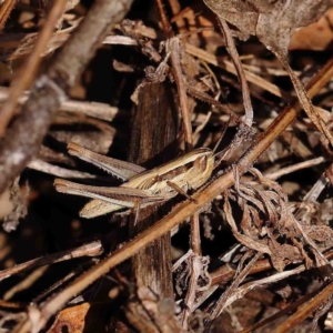 Macrotona australis at O'Connor, ACT - 13 Jan 2023