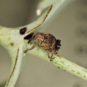 Cryptoplini sp. (tribe) at Cook, ACT - suppressed