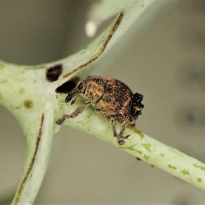 Cryptoplini sp. (tribe) (Weevil) at Cook, ACT - 27 Jan 2023 by CathB