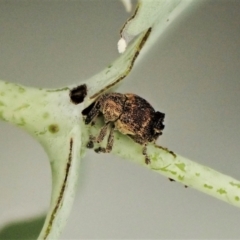 Cryptoplini sp. (tribe) at Cook, ACT - suppressed