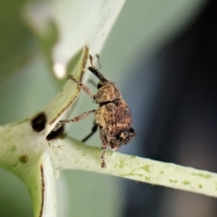 Cryptoplini sp. (tribe) at Cook, ACT - suppressed