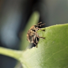 Cryptoplini sp. (tribe) at Cook, ACT - suppressed