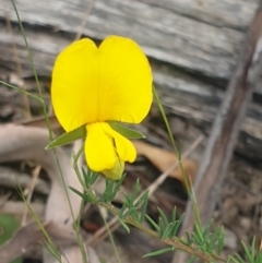 Gompholobium huegelii (Pale Wedge Pea) at Booth, ACT - 26 Jan 2023 by Halina