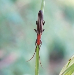 Syllitus rectus (Longhorn beetle) at Cook, ACT - 24 Jan 2023 by CathB