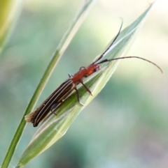 Syllitus rectus at Cook, ACT - 25 Jan 2023 09:12 AM