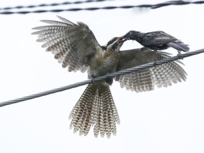 Eudynamys orientalis (Pacific Koel) at Higgins, ACT - 30 Jan 2023 by AlisonMilton