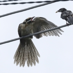 Eudynamys orientalis at Higgins, ACT - 30 Jan 2023 10:11 AM