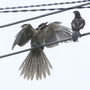 Eudynamys orientalis at Higgins, ACT - 30 Jan 2023 10:11 AM