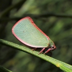 Siphanta sp. (genus) (Green planthopper, Torpedo bug) at Mount Painter - 24 Jan 2023 by CathB