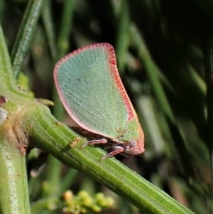 Colgar sp. (genus) at Cook, ACT - 24 Jan 2023