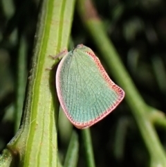 Siphanta sp. (genus) at Cook, ACT - 24 Jan 2023