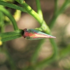 Colgar sp. (genus) at Cook, ACT - 24 Jan 2023