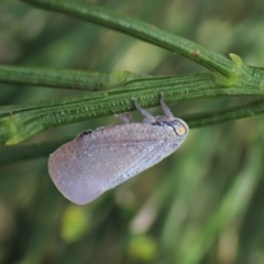 Anzora unicolor (Grey Planthopper) at Mount Painter - 24 Jan 2023 by CathB