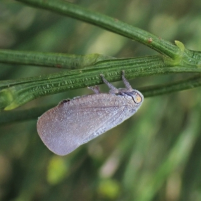 Anzora unicolor (Grey Planthopper) at Cook, ACT - 24 Jan 2023 by CathB