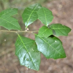 Alchornea ilicifolia (Dovewood, Native Holly) at Barrack Heights, NSW - 30 Jan 2023 by plants