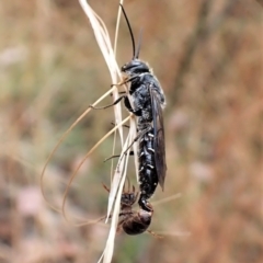 Thynninae (subfamily) (Smooth flower wasp) at Molonglo Valley, ACT - 22 Jan 2023 by CathB