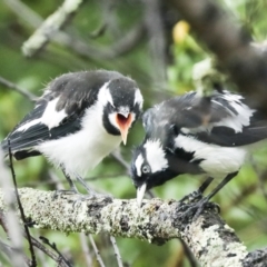 Grallina cyanoleuca (Magpie-lark) at Higgins, ACT - 30 Jan 2023 by AlisonMilton