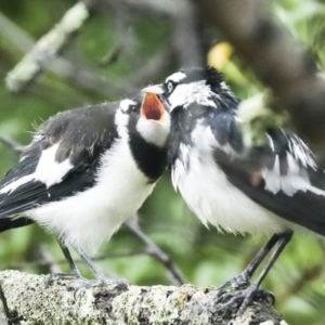 Grallina cyanoleuca at Higgins, ACT - 30 Jan 2023