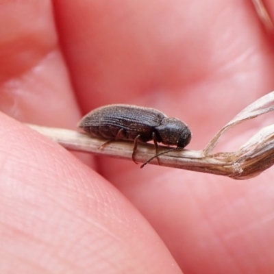 Eucnemidae (family) (False click beetles) at Aranda Bushland - 22 Jan 2023 by CathB