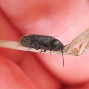 Eucnemidae (family) at Aranda, ACT - 22 Jan 2023