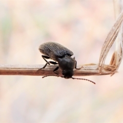 Eucnemidae (family) at Aranda, ACT - 22 Jan 2023