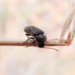 Eucnemidae (family) at Aranda, ACT - 22 Jan 2023 12:55 PM