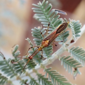 Rayieria acaciae at Molonglo Valley, ACT - 22 Jan 2023