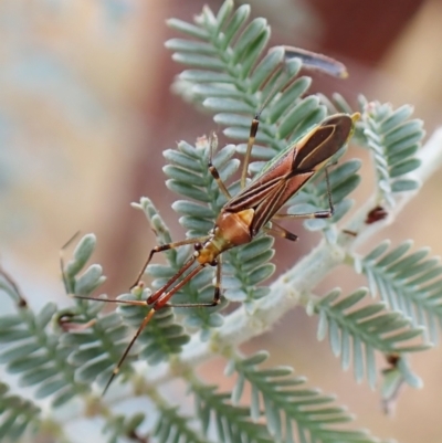 Rayieria acaciae (Acacia-spotting bug) at Aranda Bushland - 22 Jan 2023 by CathB