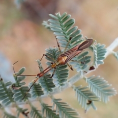 Rayieria acaciae at Molonglo Valley, ACT - 22 Jan 2023