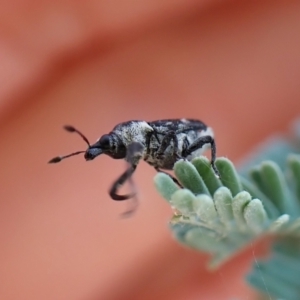 Neolaemosaccus sp. (genus) at Molonglo Valley, ACT - 22 Jan 2023