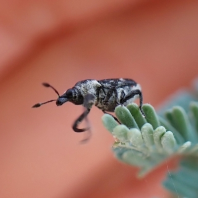 Neolaemosaccus sp. (genus) (A weevil) at Aranda Bushland - 22 Jan 2023 by CathB