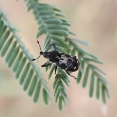 Neolaemosaccus sp. (genus) at Molonglo Valley, ACT - 22 Jan 2023