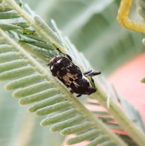 Neolaemosaccus sp. (genus) at Molonglo Valley, ACT - 22 Jan 2023