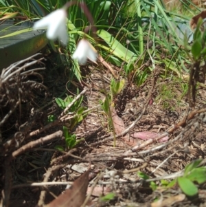 Acis autumnalis at Corang, NSW - 28 Jan 2023 11:32 AM