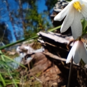 Acis autumnalis at Corang, NSW - 28 Jan 2023 11:32 AM