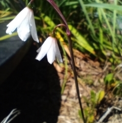 Acis autumnalis at Corang, NSW - 28 Jan 2023