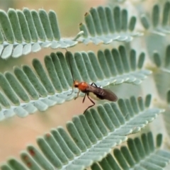 Braconidae (family) (Unidentified braconid wasp) at Molonglo Valley, ACT - 22 Jan 2023 by CathB