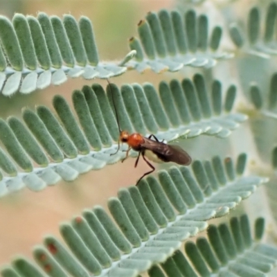 Braconidae (family) (Unidentified braconid wasp) at Molonglo Valley, ACT - 22 Jan 2023 by CathB