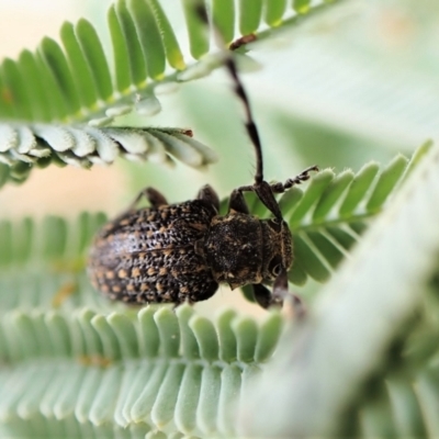 Ancita marginicollis (A longhorn beetle) at Aranda Bushland - 21 Jan 2023 by CathB