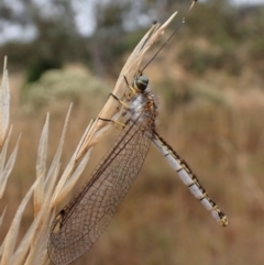 Suhpalacsa sp. (genus) (Owlfly) at Mount Painter - 29 Jan 2023 by CathB