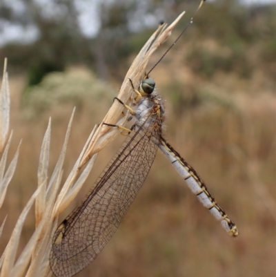 Suhpalacsa sp. (genus) (Owlfly) at Mount Painter - 29 Jan 2023 by CathB