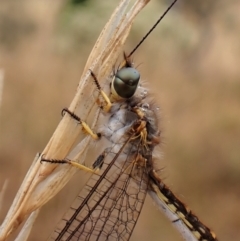 Suhpalacsa sp. (genus) at Cook, ACT - 29 Jan 2023 03:34 PM