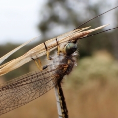 Suhpalacsa sp. (genus) at Cook, ACT - 29 Jan 2023 03:34 PM