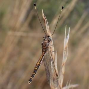 Suhpalacsa sp. (genus) at Cook, ACT - 29 Jan 2023 03:34 PM