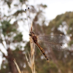 Suhpalacsa sp. (genus) at Cook, ACT - 29 Jan 2023 03:34 PM