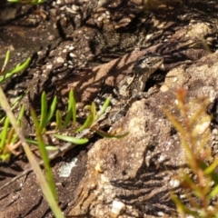 Rankinia diemensis (Mountain Dragon) at Wingecarribee Local Government Area - 24 Jan 2023 by Curiosity