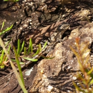 Rankinia diemensis at Hill Top, NSW - suppressed