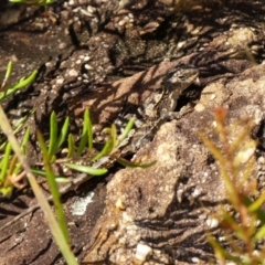 Rankinia diemensis (Mountain Dragon) at Hill Top, NSW - 24 Jan 2023 by Curiosity