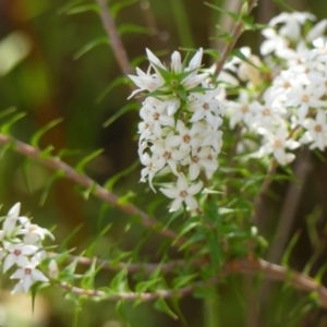 Epacris pulchella at Hill Top, NSW - 25 Jan 2023